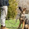 imagerabbitgoo Tactical Bungee Dog Leash with Shock Absorption Military Training Leash with 2 Padded Control Handles for Medium Large Dogs 52FT BrownBrown