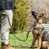 imagerabbitgoo Tactical Bungee Dog Leash with Shock Absorption Military Training Leash with 2 Padded Control Handles for Medium Large Dogs 52FT BrownGreen