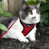 imagerabbitgoo Cat Harness and Leash for Walking Escape Proof Soft Adjustable Vest Harnesses for Cats Easy Control Breathable Reflective Strips Jacket Emerald XSRed