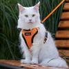 imagerabbitgoo Cat Harness and Leash for Walking Escape Proof Soft Adjustable Vest Harnesses for Cats Easy Control Breathable Reflective Strips Jacket Emerald XSOrange