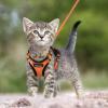 imagerabbitgoo Cat Harness and Leash for Walking Escape Proof Soft Adjustable Vest Harnesses for Cats Easy Control Breathable Reflective Strips Jacket Emerald XSOrange