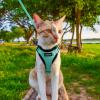 imagerabbitgoo Cat Harness and Leash for Walking Escape Proof Soft Adjustable Vest Harnesses for Cats Easy Control Breathable Reflective Strips Jacket Emerald XSEmerald
