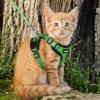 imagerabbitgoo Cat Harness and Leash for Walking Escape Proof Soft Adjustable Vest Harnesses for Cats Easy Control Breathable Reflective Strips Jacket Emerald XSGrass Green