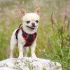 imagerabbitgoo Dog Harness No Pull with 2 Leash Clips Adjustable Soft Padded Reflective Oxford No Choke Pet Vest with Easy Control Handle for Large Dogs Pink LBlack  Red