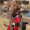 imagerabbitgoo Dog Harness No Pull with 2 Leash Clips Adjustable Soft Padded Reflective Oxford No Choke Pet Vest with Easy Control Handle for Large Dogs Pink LRed