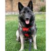 imagerabbitgoo Dog Harness No Pull with 2 Leash Clips Adjustable Soft Padded Reflective Oxford No Choke Pet Vest with Easy Control Handle for Large Dogs Pink LRed