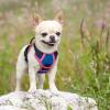 imagerabbitgoo Dog Harness No Pull with 2 Leash Clips Adjustable Soft Padded Reflective Oxford No Choke Pet Vest with Easy Control Handle for Large Dogs Pink LBlue  Hot Pink