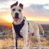 imagerabbitgoo Dog Harness No Pull with 2 Leash Clips Adjustable Soft Padded Reflective Oxford No Choke Pet Vest with Easy Control Handle for Large Dogs Pink LBlack
