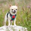 imagerabbitgoo Dog Harness No Pull with 2 Leash Clips Adjustable Soft Padded Reflective Oxford No Choke Pet Vest with Easy Control Handle for Large Dogs Pink LRed  Teal