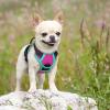 imagerabbitgoo Dog Harness No Pull with 2 Leash Clips Adjustable Soft Padded Reflective Oxford No Choke Pet Vest with Easy Control Handle for Large Dogs Pink LHot Pink  Turquoise