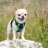 imagerabbitgoo Dog Harness No Pull with 2 Leash Clips Adjustable Soft Padded Reflective Oxford No Choke Pet Vest with Easy Control Handle for Large Dogs Pink LBlack  Turquoise