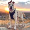 imagerabbitgoo Dog Harness No Pull with 2 Leash Clips Adjustable Soft Padded Reflective Oxford No Choke Pet Vest with Easy Control Handle for Large Dogs Pink LBlack