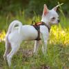 imagerabbitgoo Dog Harness No Pull with 2 Leash Clips Adjustable Soft Padded Reflective Oxford No Choke Pet Vest with Easy Control Handle for Large Dogs Pink LOrange