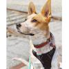 imagerabbitgoo Dog Harness No Pull with 2 Leash Clips Adjustable Soft Padded Reflective Oxford No Choke Pet Vest with Easy Control Handle for Large Dogs Pink LBlack