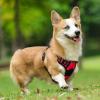 imagerabbitgoo Dog Harness No Pull with 2 Leash Clips Adjustable Soft Padded Reflective Oxford No Choke Pet Vest with Easy Control Handle for Large Dogs Pink LRed