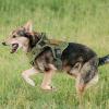 imagerabbitgoo Tactical Dog Harness for Large Heavy Duty Pet Harness with Handle NoPull Service Vest Large Breed Adjustable Military Dog Vest for Training Hunting Walking Black LGreen