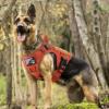 imagerabbitgoo Tactical Dog Harness for Large Heavy Duty Pet Harness with Handle NoPull Service Vest Large Breed Adjustable Military Dog Vest for Training Hunting Walking Black LOrange