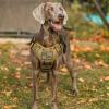 imagerabbitgoo Tactical Dog Harness for Large Heavy Duty Pet Harness with Handle NoPull Service Vest Large Breed Adjustable Military Dog Vest for Training Hunting Walking Black LBrown Camo