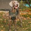 imagerabbitgoo Tactical Dog Harness for Large Heavy Duty Pet Harness with Handle NoPull Service Vest Large Breed Adjustable Military Dog Vest for Training Hunting Walking Black LGreen Camo