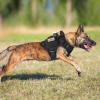 imagerabbitgoo Tactical Dog Harness for Large Heavy Duty Pet Harness with Handle NoPull Service Vest Large Breed Adjustable Military Dog Vest for Training Hunting Walking Black LBlack