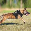 imagerabbitgoo Tactical Dog Harness for Large Heavy Duty Pet Harness with Handle NoPull Service Vest Large Breed Adjustable Military Dog Vest for Training Hunting Walking Black LBlack