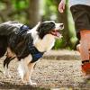 imagerabbitgoo Dog Harness NoPull Pet Harness with 2 Leash Clips Adjustable Soft Padded Dog Vest Reflective NoChoke Pet Oxford Vest with Easy Control Handle for Large Dogs Purple LCheckered Blue