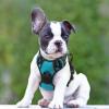 imagerabbitgoo Dog Harness NoPull Pet Harness with 2 Leash Clips Adjustable Soft Padded Dog Vest Reflective NoChoke Pet Oxford Vest with Easy Control Handle for Large Dogs Purple LTeal