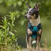 imagerabbitgoo Dog Harness NoPull Pet Harness with 2 Leash Clips Adjustable Soft Padded Dog Vest Reflective NoChoke Pet Oxford Vest with Easy Control Handle for Large Dogs Purple LTeal