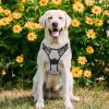 imagerabbitgoo Dog Harness NoPull Pet Harness with 2 Leash Clips Adjustable Soft Padded Dog Vest Reflective NoChoke Pet Oxford Vest with Easy Control Handle for Large Dogs Purple LGray