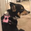 imagerabbitgoo Dog Harness NoPull Pet Harness with 2 Leash Clips Adjustable Soft Padded Dog Vest Reflective NoChoke Pet Oxford Vest with Easy Control Handle for Large Dogs Purple LPink