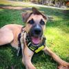 imagerabbitgoo Dog Harness NoPull Pet Harness with 2 Leash Clips Adjustable Soft Padded Dog Vest Reflective NoChoke Pet Oxford Vest with Easy Control Handle for Large Dogs Purple LWild Lime