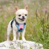 imagerabbitgoo Dog Harness NoPull Pet Harness with 2 Leash Clips Adjustable Soft Padded Dog Vest Reflective NoChoke Pet Oxford Vest with Easy Control Handle for Large Dogs Purple LPink  Blue