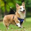 imagerabbitgoo Dog Harness NoPull Pet Harness with 2 Leash Clips Adjustable Soft Padded Dog Vest Reflective NoChoke Pet Oxford Vest with Easy Control Handle for Large Dogs Purple LDazzling Blue