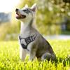 imagerabbitgoo Dog Harness NoPull Pet Harness with 2 Leash Clips Adjustable Soft Padded Dog Vest Reflective NoChoke Pet Oxford Vest with Easy Control Handle for Large Dogs Purple LGray