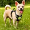 imagerabbitgoo Dog Harness NoPull Pet Harness with 2 Leash Clips Adjustable Soft Padded Dog Vest Reflective NoChoke Pet Oxford Vest with Easy Control Handle for Large Dogs Purple LWild Lime