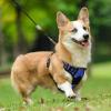 imagerabbitgoo Dog Harness NoPull Pet Harness with 2 Leash Clips Adjustable Soft Padded Dog Vest Reflective NoChoke Pet Oxford Vest with Easy Control Handle for Large Dogs Purple LDazzling Blue