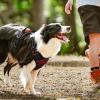 imagerabbitgoo Dog Harness NoPull Pet Harness with 2 Leash Clips Adjustable Soft Padded Dog Vest Reflective NoChoke Pet Oxford Vest with Easy Control Handle for Large Dogs Purple LCheckered Red
