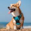imagerabbitgoo Dog Harness NoPull Pet Harness with 2 Leash Clips Adjustable Soft Padded Dog Vest Reflective NoChoke Pet Oxford Vest with Easy Control Handle for Large Dogs Purple LTeal