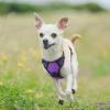 imagerabbitgoo Dog Harness NoPull Pet Harness with 2 Leash Clips Adjustable Soft Padded Dog Vest Reflective NoChoke Pet Oxford Vest with Easy Control Handle for Large Dogs Purple LPurple