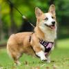 imagerabbitgoo Dog Harness NoPull Pet Harness with 2 Leash Clips Adjustable Soft Padded Dog Vest Reflective NoChoke Pet Oxford Vest with Easy Control Handle for Large Dogs Purple LPink